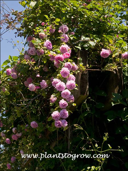 These flowers were a good 10 feet off of the ground, climbing on the pergola